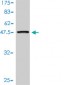 UBE2H Antibody (monoclonal) (M01)