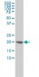 UBE2H Antibody (monoclonal) (M01)