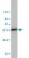 UBE2L3 Antibody (monoclonal) (M01)