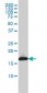 UBE2L3 Antibody (monoclonal) (M01)