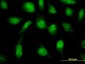 UBE2N Antibody (monoclonal) (M02)