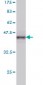 UBE2N Antibody (monoclonal) (M02)