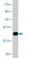 UBE3A Antibody (monoclonal) (M01)