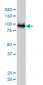 UBE3A Antibody (monoclonal) (M01)