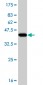 UBE4A Antibody (monoclonal) (M08)