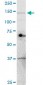 UBE4A Antibody (monoclonal) (M08)