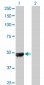 UBR2 Antibody (monoclonal) (M01)