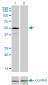 UBR2 Antibody (monoclonal) (M01)