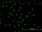 UBTF Antibody (monoclonal) (M01)