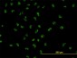 UBTF Antibody (monoclonal) (M01)