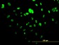 UBTF Antibody (monoclonal) (M02)