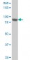 UBTF Antibody (monoclonal) (M02)