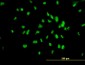 UBTF Antibody (monoclonal) (M03)