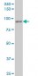 UBTF Antibody (monoclonal) (M03)