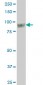 UBTF Antibody (monoclonal) (M04)