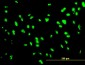 UBTF Antibody (monoclonal) (M04)