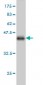 UCHL3 Antibody (monoclonal) (M01)