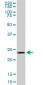 UCHL3 Antibody (monoclonal) (M01)