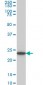 UCHL3 Antibody (monoclonal) (M01)