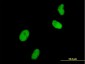 UHRF1 Antibody (monoclonal) (M01)