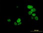 UHRF1 Antibody (monoclonal) (M02)