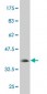 UHRF1 Antibody (monoclonal) (M02)