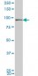 UHRF1 Antibody (monoclonal) (M02)