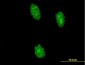 UHRF2 Antibody (monoclonal) (M01)