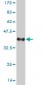 UHRF2 Antibody (monoclonal) (M01)