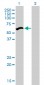 UHRF2 Antibody (monoclonal) (M01)