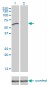 UHRF2 Antibody (monoclonal) (M01)