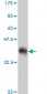 ULK2 Antibody (monoclonal) (M10)