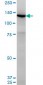 UNC13D Antibody (monoclonal) (M05)