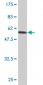 USF1 Antibody (monoclonal) (M01)