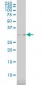 USF1 Antibody (monoclonal) (M01)