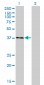 USF1 Antibody (monoclonal) (M01)