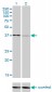 USF1 Antibody (monoclonal) (M01)