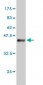 USF1 Antibody (monoclonal) (M02)