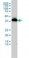 USF1 Antibody (monoclonal) (M02)