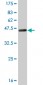 USF2 Antibody (monoclonal) (M01)