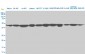 USF2 Antibody (monoclonal) (M01)