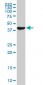 USF2 Antibody (monoclonal) (M01)