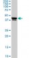 USF2 Antibody (monoclonal) (M01)