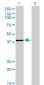 USF2 Antibody (monoclonal) (M01)