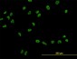 USF2 Antibody (monoclonal) (M01)