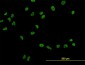 USF2 Antibody (monoclonal) (M01)