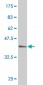 USF2 Antibody (monoclonal) (M02)