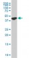 USF2 Antibody (monoclonal) (M02)