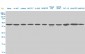 USF2 Antibody (monoclonal) (M02)