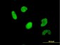 USF2 Antibody (monoclonal) (M02)